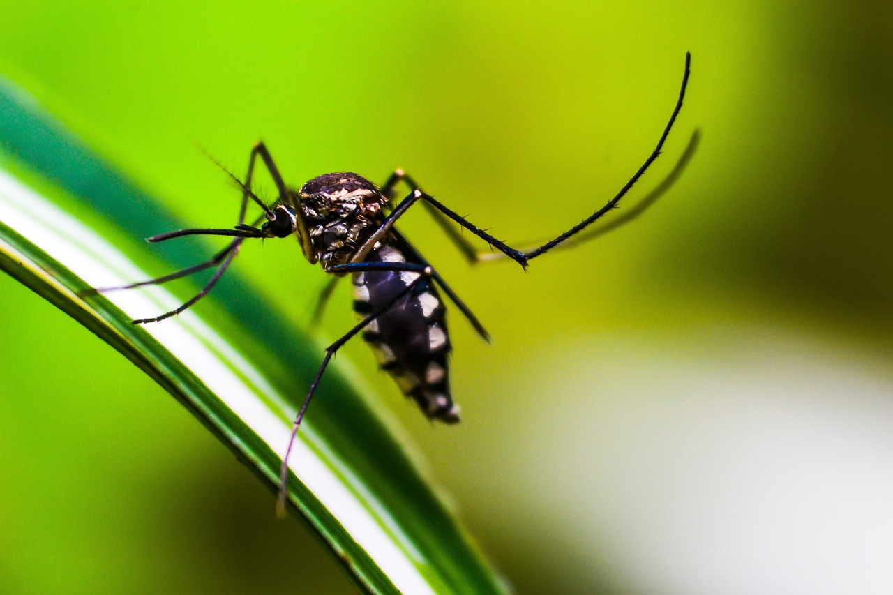 Mosquito,dengue,fiebre